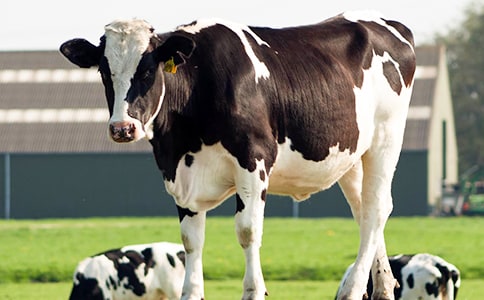 有关奶牛作文300字4篇