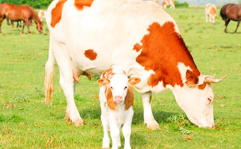 ����ţ���϶�����ͬģ��