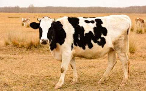 ��ѡ��ţ����300��10ƪ