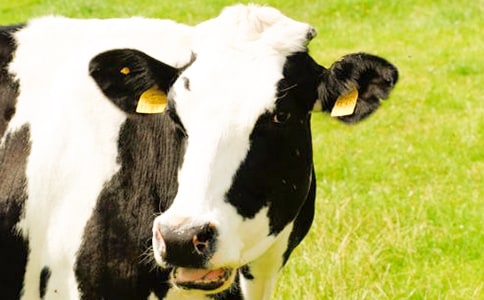 【实用】奶牛作文300字3篇