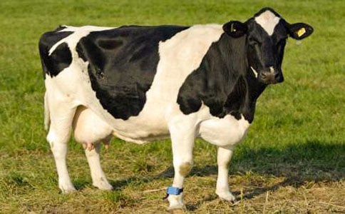 ��ţ����300��4ƪ