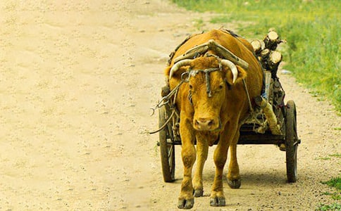 我与牛车初二作文