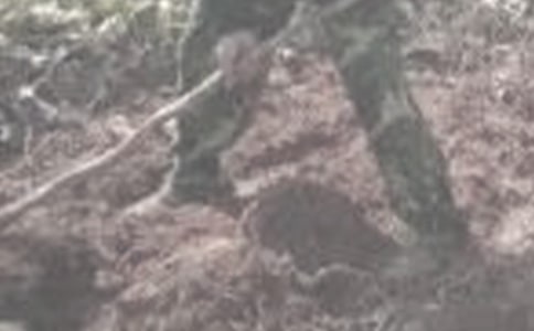 体验农活写事作文400字