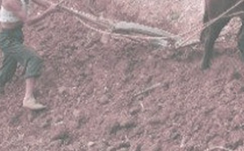 ��һ�θ�ũ������600�֣���ѡ6ƪ��