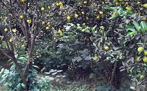 ũ������ҵ�߻���8ƪ