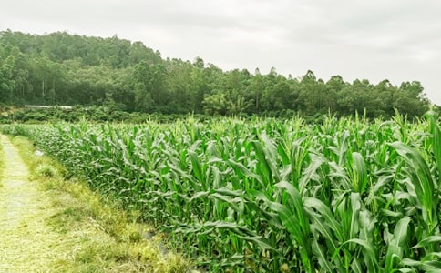 农家乐商业策划书(精选7篇)