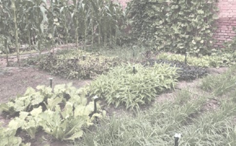 农作物种子加工合同