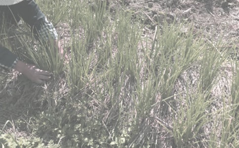 ũ�������Ӽӹ�Э�����ʽ