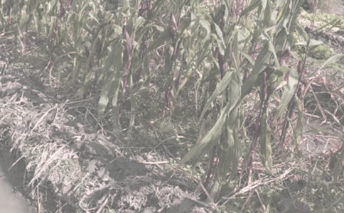 农作物种子加工合同