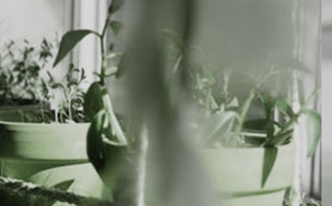 精选盆栽作文400字3篇