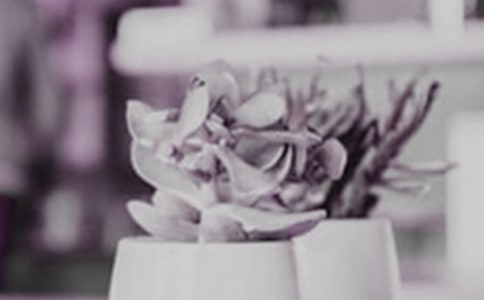 【实用】盆栽作文300字3篇