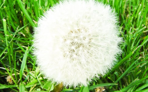 ��ѡ�ѹ�Ӣ���������ģ�ͨ��29ƪ��