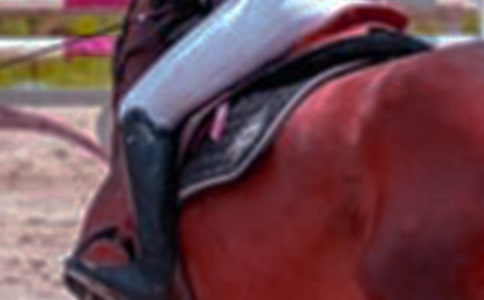 【精品】第一次骑马作文汇总五篇