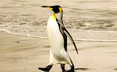 爱心企鹅的读后感