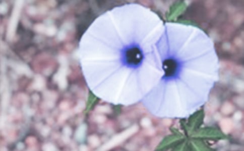 有关牵牛花的作文450字3篇