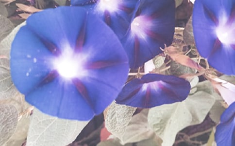 牵牛花作文(15篇)