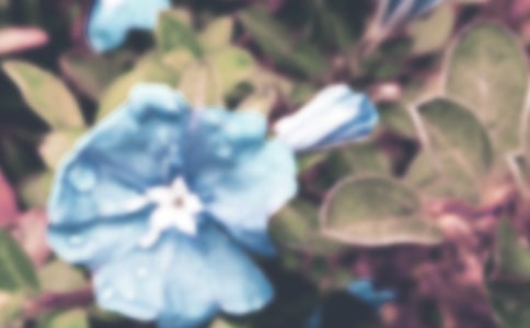 牵牛花作文500字5篇