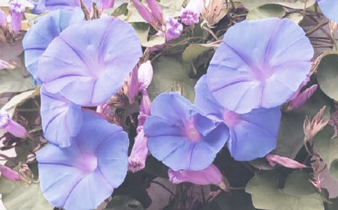 牵牛花作文【热门】