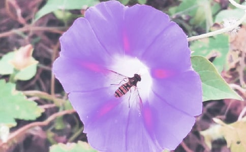 五年级状物作文:牵牛花