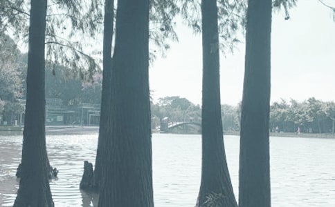 千灯湖公园作文