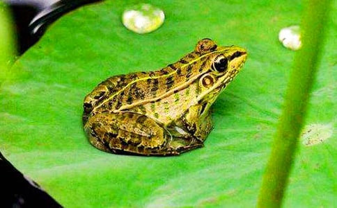 ����������������ѧ��Ʒ��ģ���ѡ5ƪ��