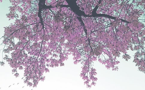 ����Сѧ���＾���Ļ��ܾ�ƪ