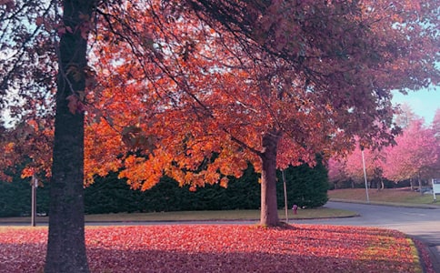 秋日思语700字作文