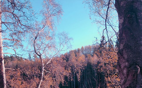 ��������300����ƪ