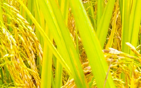 ���꼶�й����յ�������ƪ