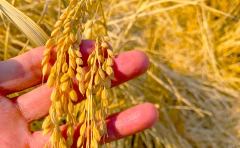 �������������ģ���ѡ10ƪ��