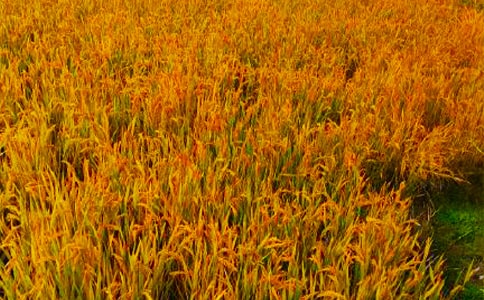 ���յĸ������ģ���ѡ22ƪ��