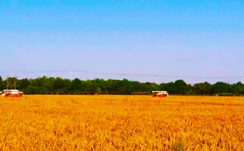 有关秋收的作文300字4篇