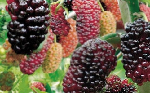 我爱家乡的桑果作文500字