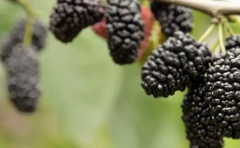 快乐采桑果记叙文