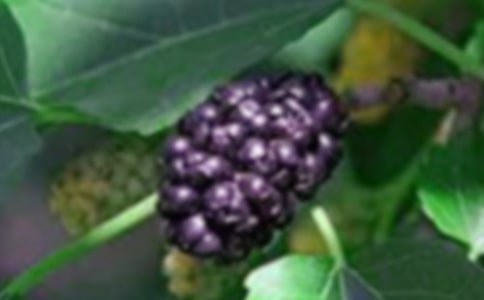 摘桑果小学作文