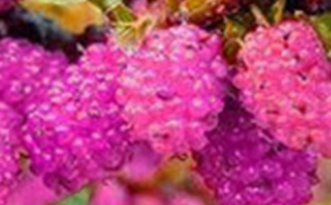 ժɣ��Сѧ����