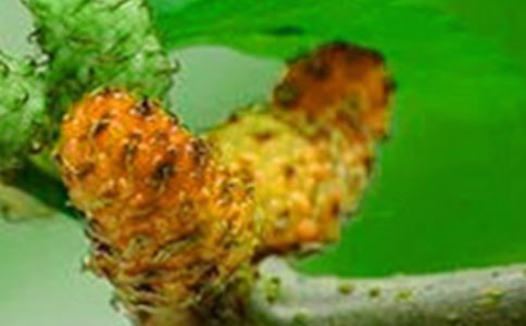 �Ұ������ɣ������