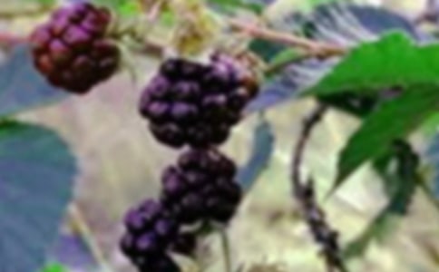 摘桑果小学作文400字