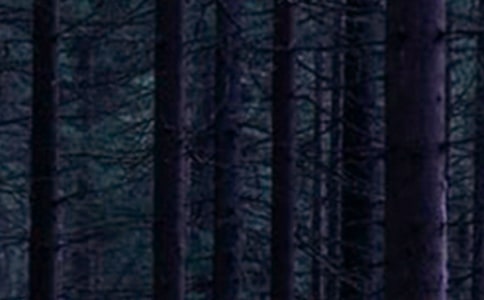 ɭ�ַ�������������Ŀ