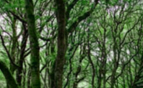 ɭ�ַ����Ҽ���������