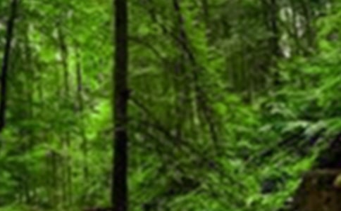 ɭ�ֹ�԰������Ŀ�ְ���ͬģ��