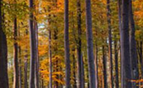 ��������ɭ���ջ��������ѡ100�䣩