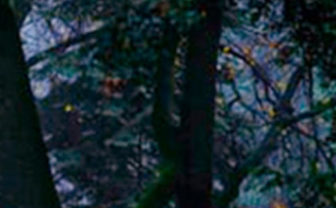 ��һ�ڼ�ɭ�ַ������������ѡ400�䣩