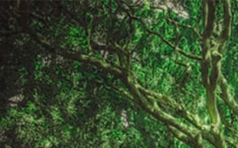 ��ɭ��,��á���ѧ��Ʒ���