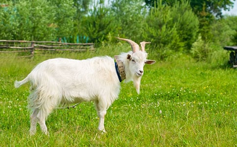 塞根先生的山羊 童话故事