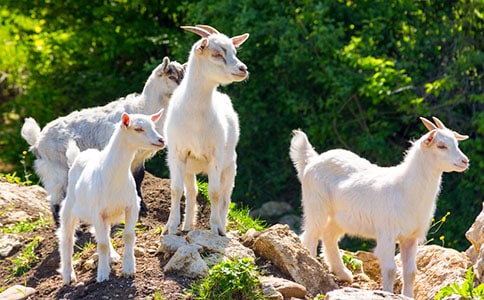 中班语言优秀教案及教学反思《小山羊盖新房》