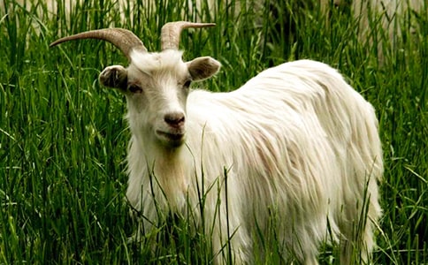 精选山羊作文600字3篇