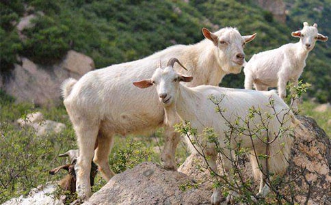 ��ɽ�򲻳����òݡ��Ķ����600�֣���ѡ28ƪ��