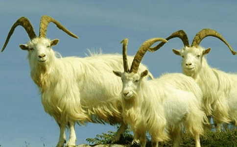 山羊分腿腾越说课稿范文