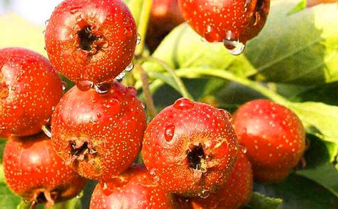 ɽ��������ģ���ѡ25ƪ��